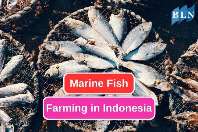 4 Common Marine Fish In Indonesian Fish Farming 